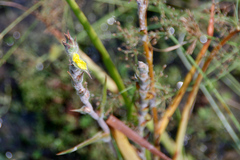 Philydrum lanuginosum