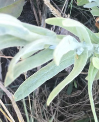 Pseudognaphalium stramineum