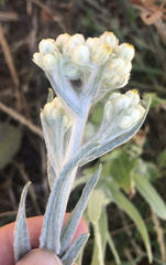 Pseudognaphalium stramineum