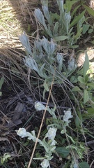 Pseudognaphalium stramineum