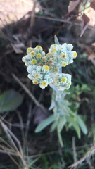 Pseudognaphalium stramineum