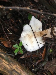 Rhodocollybia incarnata