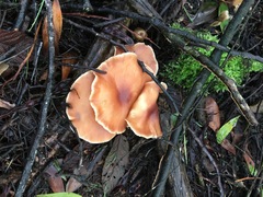 Rhodocollybia incarnata