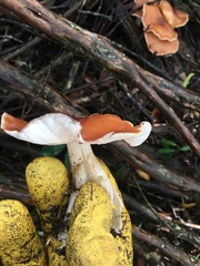 Rhodocollybia incarnata