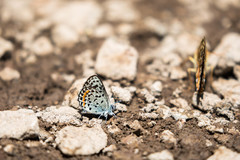 Euphilotes battoides