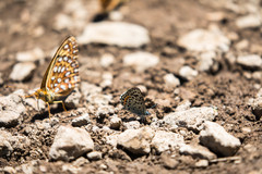 Euphilotes battoides