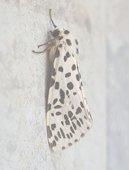 Juxtarctia multiguttata