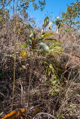 Handroanthus coronatus