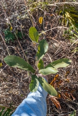 Handroanthus coronatus