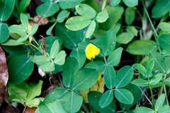 Arachis duranensis