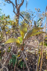 Handroanthus coronatus