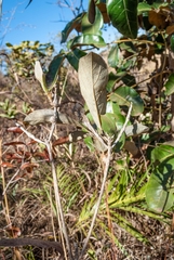 Handroanthus coronatus