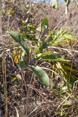 Handroanthus coronatus