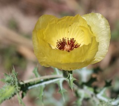 Argemone aenea