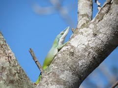 Anolis allisoni