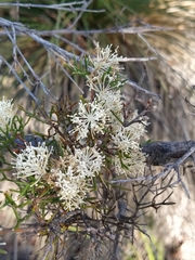 Hakea lissocarpha