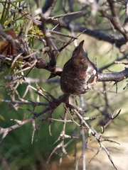 Hakea lissocarpha