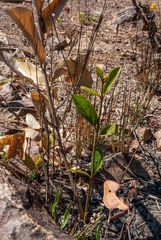 Handroanthus coronatus