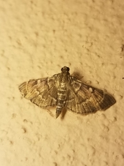 Cryptobotys zoilusalis