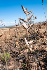 Handroanthus coronatus