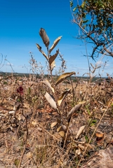 Handroanthus coronatus