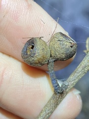Eucalyptus acmenoides