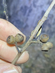 Eucalyptus acmenoides