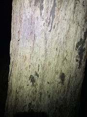 Eucalyptus acmenoides