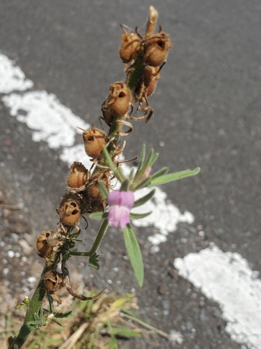 Misopates orontium observed 2021-08-11