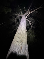 Eucalyptus acmenoides