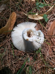 Russula pectinatoides
