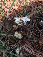 Russula pectinatoides