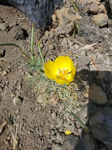 Hunnemannia fumariifolia observed 2021-08-11