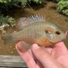 Redspotted Sunfish photo 5