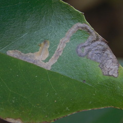 Epiphthora melanombra