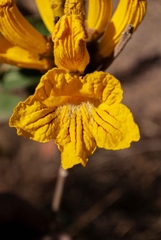 Handroanthus coronatus
