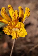 Handroanthus coronatus