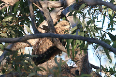 Milvus migrans affinis