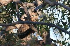 Milvus migrans affinis