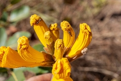 Handroanthus coronatus