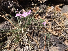 Phlox woodhousei