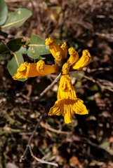 Handroanthus coronatus