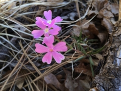 Phlox woodhousei