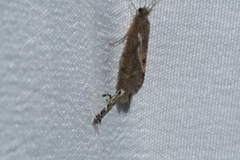 Leucospilapteryx venustella