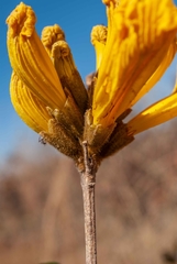 Handroanthus coronatus