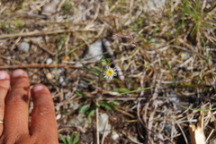 Erigeron acris kamtschaticus