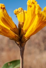 Handroanthus coronatus