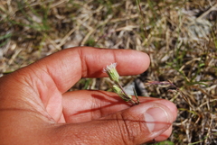 Erigeron acris kamtschaticus