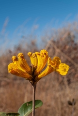 Handroanthus coronatus