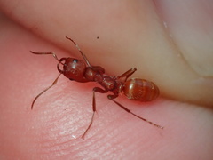 Polyergus mexicanus